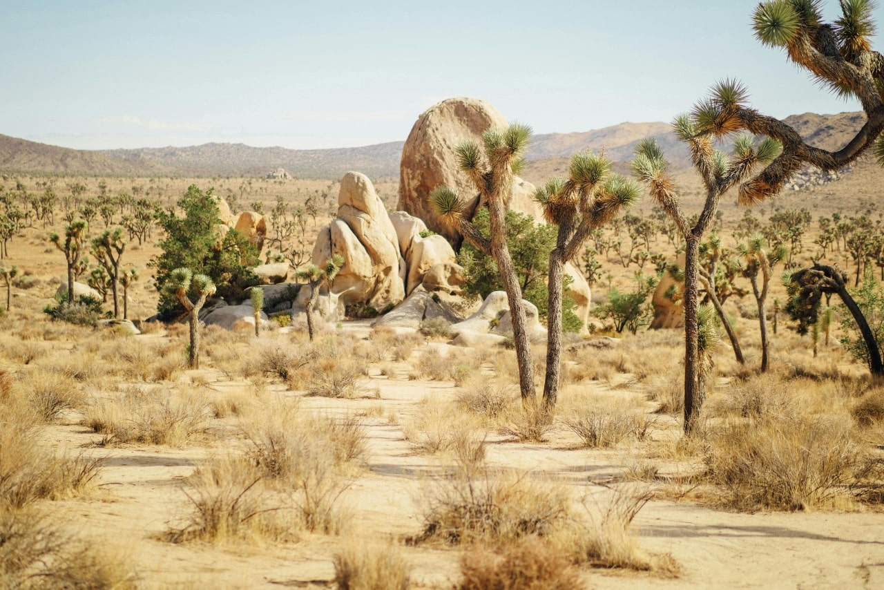 A wide shot of the distinctive greenery and rock formations in the Joshua Tree National Park.