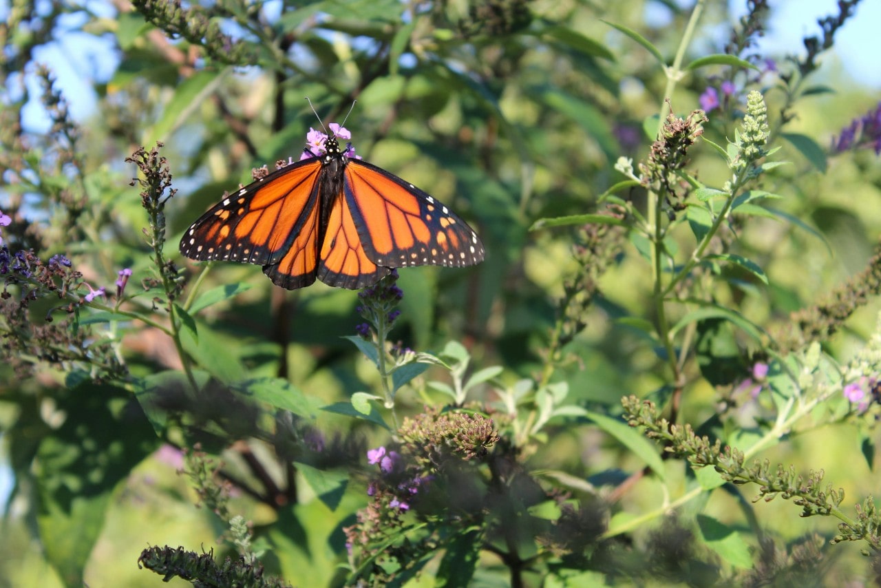 A close-up of a monarch butterfly on some purple flowers.